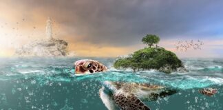 Hawaii Oahu Hawaii Oahu