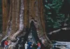 Národní park Sequoia: průvodce k největším stromům Turista na lesní stezce v národním parku Sequoia hledí nahoru na obří sekvojovec s hlubokou kůrou, kolem něj procházejí další cestovatelé