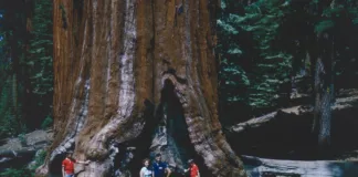Národní park Sequoia: průvodce k největším stromům Turista na lesní stezce v národním parku Sequoia hledí nahoru na obří sekvojovec s hlubokou kůrou, kolem něj procházejí další cestovatelé