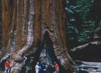 Národní park Sequoia: průvodce k největším stromům Turista na lesní stezce v národním parku Sequoia hledí nahoru na obří sekvojovec s hlubokou kůrou, kolem něj procházejí další cestovatelé