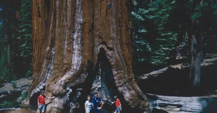 Turista na lesní stezce v národním parku Sequoia hledí nahoru na obří sekvojovec s hlubokou kůrou, kolem něj procházejí další cestovatelé